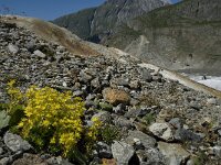 Saxifraga aizoides 8, Saxifraga-Willem van Kruijsbergen