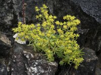 Saxifraga aizoides 94, Saxifraga-Willem van Kruijsbergen