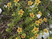 Saxifraga aizoides 95, Saxifraga-Willem van Kruijsbergen