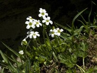 Saxifraga androsacea 2, Saxifraga-Willem van Kruijsbergen
