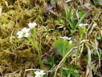 Saxifraga androsacea 3, Saxifraga-Rutger Barendse