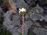 Saxifraga bulbifera 3, Saxifraga-Jeroen Willemsen