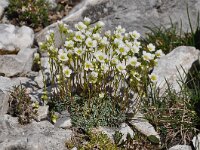 Saxifraga caesia 10 Saxifraga-Harry Jans