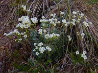 Saxifraga caesia 12, Saxifraga-Ed Stikvoort