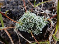 Saxifraga caesia 17, Saxifraga-Ed Stikvoort