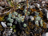 Saxifraga caesia 18, Saxifraga-Ed Stikvoort