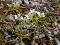 Saxifraga caesia 19, Saxifraga-Ed Stikvoort