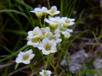 Saxifraga caesia 2, Saxifraga-Ed Stikvoort