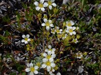 Saxifraga caesia 20, Saxifraga-Ed Stikvoort