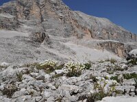 Saxifraga caesia 3, habitat, Saxifraga-Harry Jans