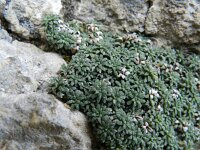 Saxifraga caesia 4, Saxifraga-Rutger Barendse