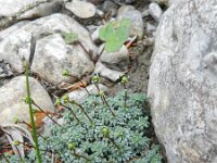 Saxifraga caesia 5, Saxifraga-Rutger Barendse