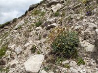 Saxifraga caesia 6, Saxifraga-Luuk Vermeer