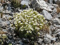 Saxifraga caesia 7, Saxifraga-Luuk Vermeer