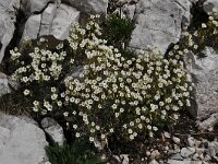 Saxifraga caesia 8, Saxifraga-Harry Jans