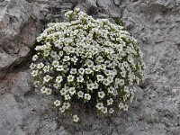 Saxifraga caesia 9, Saxifraga-Harry Jans