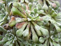 Saxifraga cochlearis 2, Saxifraga-Harry Jans