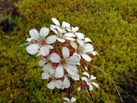 Saxifraga cotyledon 14, Saxifraga-Hans Grotenhuis