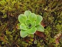 Saxifraga cotyledon 15, Saxifraga-Hans Grotenhuis