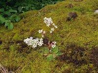 Saxifraga cotyledon 16, Saxifraga-Hans Grotenhuis