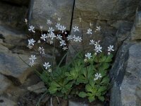 Saxifraga cuneifolia 2, Saxifraga-Willem van Kruijsbergen