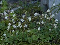 Saxifraga cuneifolia 3, Saxifraga-Willem van Kruijsbergen