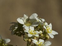 Saxifraga cuneifolia 4, Saxifraga-Marijke Verhagen