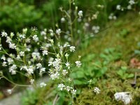 Saxifraga cuneifolia 6, Saxifraga-Dirk Hilbers