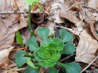 Saxifraga cuneifolia 7, Saxifraga-Rutger Barendse