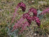 Saxifraga federici-augusti ssp grisebachii 2, Saxifraga-Harry Jans