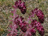 Saxifraga federici-augusti ssp grisebachii 3, Saxifraga-Harry Jans