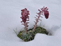 Saxifraga federici-augusti ssp grisebachii 4, Saxifraga-Harry Jans