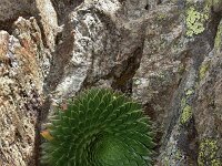 Saxifraga florulenta 2, Saxifraga-Harry Jans
