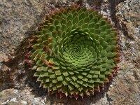 Saxifraga florulenta 8, Saxifraga-Harry Jans