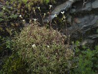 Saxifraga fragosoi 2, Saxifraga-Willem van Kruijsbergen