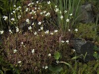 Saxifraga fragosoi 3, Saxifraga-Willem van Kruijsbergen