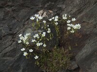 Saxifraga fragosoi 4, Saxifraga-Willem van Kruijsbergen