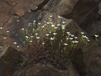 Saxifraga fragosoi 5, Saxifraga-Willem van Kruijsbergen