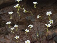 Saxifraga fragosoi 6, Saxifraga-Willem van Kruijsbergen