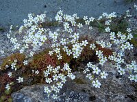 Saxifraga fragosoi 7, Saxifraga-Jan Jansen