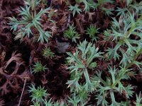 Saxifraga fragosoi 8, Saxifraga-Ed Stikvoort