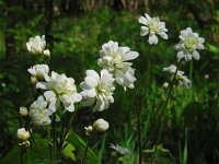 Saxifraga granulata Plena 2, Haarlems klokkenspel, Saxifraga-Ed Stikvoort