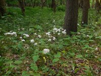Saxifraga granulata Plena 3, Haarlems klokkenspel, Saxifraga-Ed Stikvoort