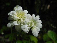 Saxifraga granulata Plena 5, Haarlems klokkenspel, Saxifraga-Ed Stikvoort