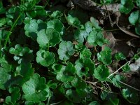 Saxifraga granulata Plena 6, Haarlems klokkenspel, Saxifraga-Ed Stikvoort