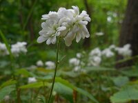 Saxifraga granulata Plena 9, Haarlems klokkenspel, Saxifraga-Ed Stikvoort
