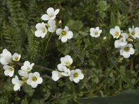 Saxifraga granulata 10, Knolsteenbreek, Saxifraga-Marijke Verhagen