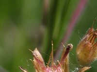 Saxifraga granulata 100, Knolsteenbreek, Saxifraga-Rutger Barendse
