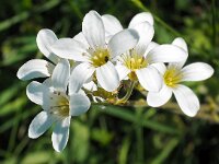 Saxifraga granulata 101, Knolsteenbreek, Saxifraga-Hans Dekker