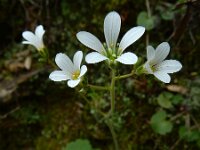 Saxifraga granulata 102, Knolsteenbreek, Saxifraga-Ed Stikvoort